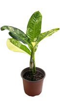 Load image into Gallery viewer, Dieffenbachia daguensis aurea &#39;Big Ben&#39; - Root Houseplants
