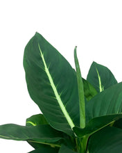 Charger l&#39;image dans la galerie, Dieffenbachia &#39;Green Magic&#39; - Root Houseplants
