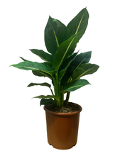 Charger l&#39;image dans la galerie, Dieffenbachia &#39;Green Magic&#39; - Root Houseplants
