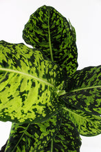 Load image into Gallery viewer, Dieffenbachia seguine &#39;Reflector&#39; - Root Houseplants
