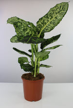 Load image into Gallery viewer, Dieffenbachia seguine &#39;Reflector&#39; - Root Houseplants
