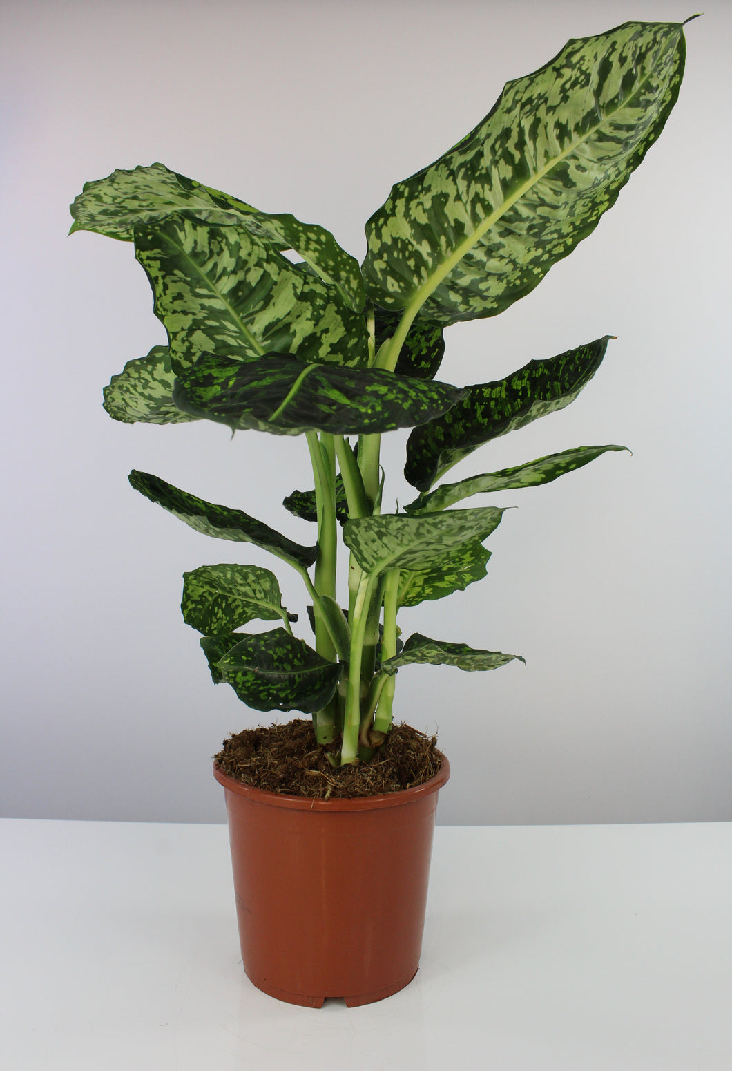 Dieffenbachia seguine 'Reflector' - Root Houseplants