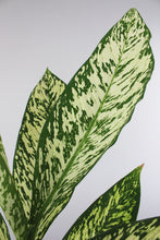 Load image into Gallery viewer, Dieffenbachia seguine &#39;White Etna&#39; - Root Houseplants
