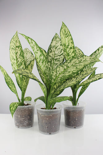 Dieffenbachia seguine 'White Etna' - Root Houseplants