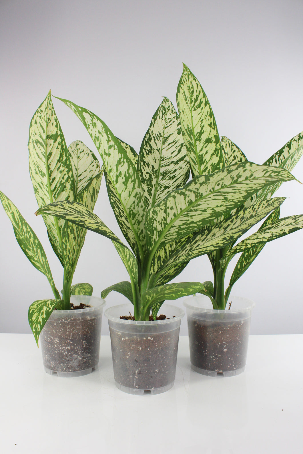 Dieffenbachia seguine 'White Etna' - Root Houseplants