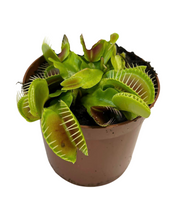Load image into Gallery viewer, Dionaea muscipula - Venus Fly Trap - Root Houseplants
