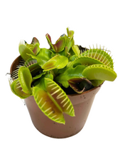 Load image into Gallery viewer, Dionaea muscipula - Venus Fly Trap - Root Houseplants
