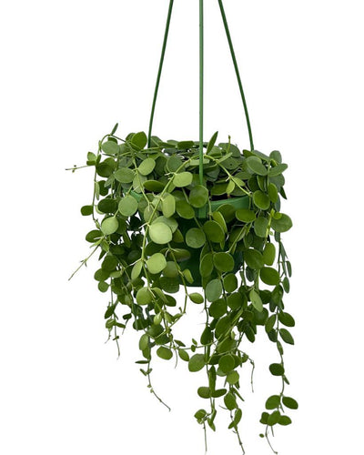 Dischidia nummularia - Root Houseplants
