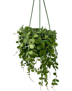 Dischidia nummularia - Root Houseplants
