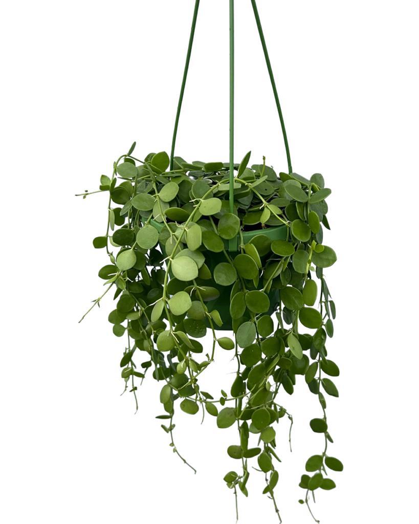 Dischidia nummularia - Root Houseplants