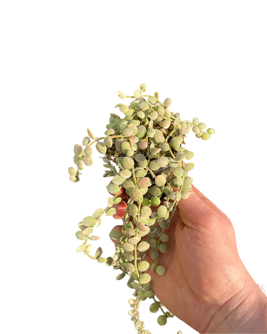 Dischidia nummularia 'Variegata' (Button) - Root Houseplants