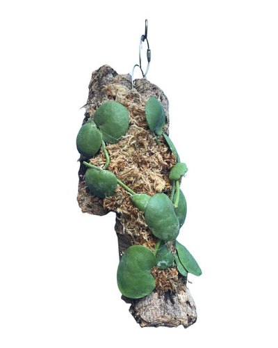 Dischidia platyphylla - Root Houseplants