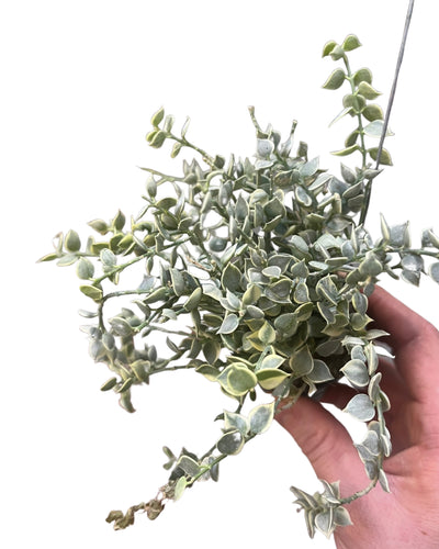 Dischidia ruscifolia (Variegated) - Root Houseplants