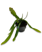 Load image into Gallery viewer, Disocactus ackermannii - Root Houseplants

