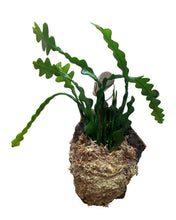 Charger l&#39;image dans la galerie, Disocactus anguliger (syn. Epiphyllum anguliger) - Root Houseplants
