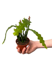 Charger l&#39;image dans la galerie, Disocactus anguliger (syn. Epiphyllum anguliger) - Root Houseplants
