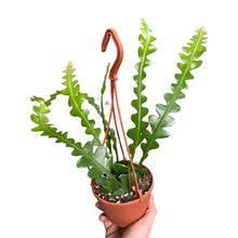 Charger l&#39;image dans la galerie, Disocactus anguliger (syn. Epiphyllum anguliger) - Root Houseplants

