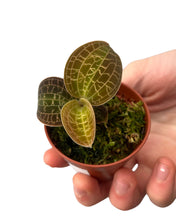 Load image into Gallery viewer, Dossinia marmorata - Root Houseplants
