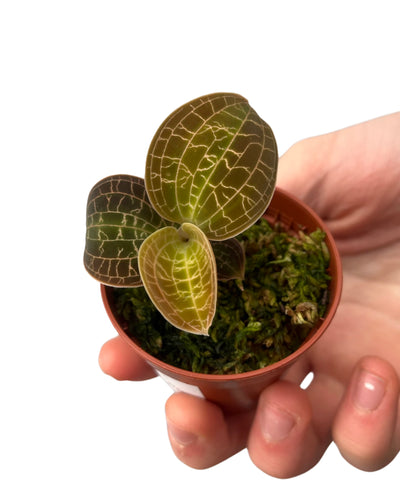 Dossinia marmorata - Root Houseplants