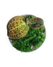 Load image into Gallery viewer, Dossinia marmorata - Root Houseplants
