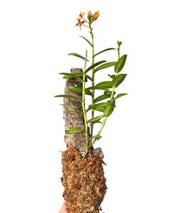 Epidendrum ibaguense 'Ballerina' gx (orange flower) - Root Houseplants