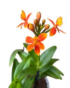 Epidendrum ibaguense 'Ballerina' gx (orange flower) - Root Houseplants