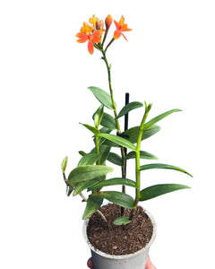 Epidendrum ibaguense 'Ballerina' gx (orange flower) - Root Houseplants
