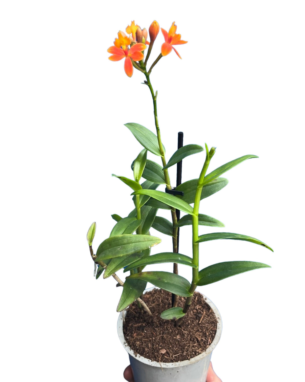 Epidendrum ibaguense 'Ballerina' gx (orange flower) - Root Houseplants