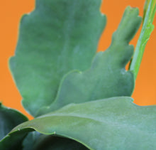 Charger l&#39;image dans la galerie, Epiphyllum ‘Beavertail’ - Root Houseplants
