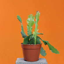Charger l&#39;image dans la galerie, Epiphyllum ‘Beavertail’ - Root Houseplants

