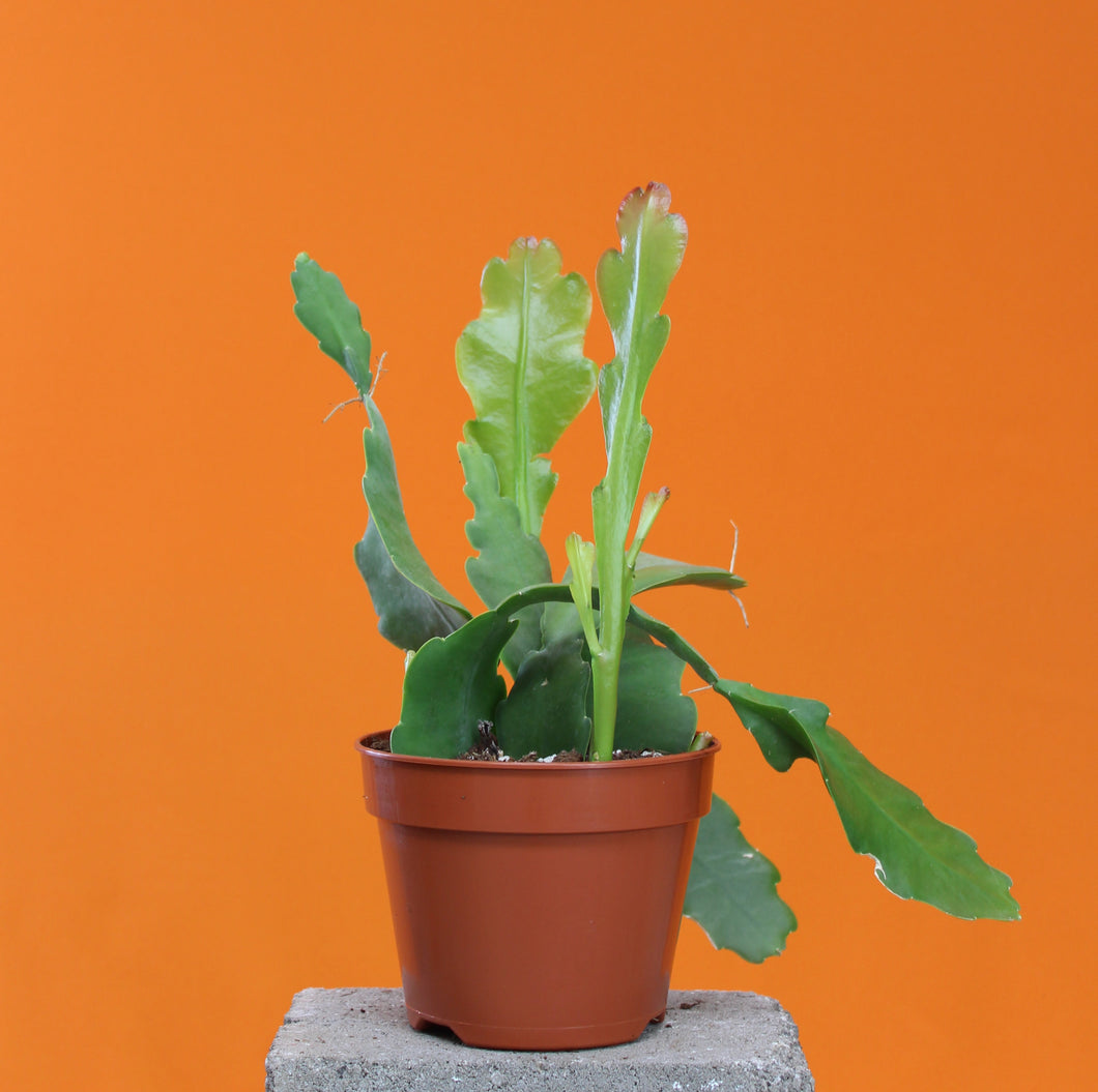 Epiphyllum ‘Beavertail’ - Root Houseplants