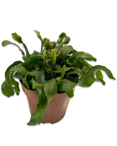 Epiphyllum hookeri subsp. guatemalense - Root Houseplants