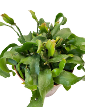 Load image into Gallery viewer, Epiphyllum hookeri subsp. guatemalense - Root Houseplants

