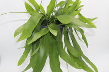 Charger l&#39;image dans la galerie, Epiphyllum pumilum - Root Houseplants
