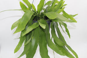 Epiphyllum pumilum - Root Houseplants