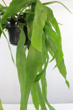 Charger l&#39;image dans la galerie, Epiphyllum pumilum - Root Houseplants
