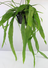 Charger l&#39;image dans la galerie, Epiphyllum pumilum - Root Houseplants
