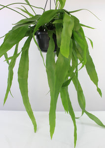 Epiphyllum pumilum - Root Houseplants