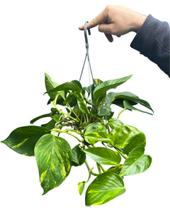 Epipremnum aureum - Devils Ivy, Pothos - Root Houseplants