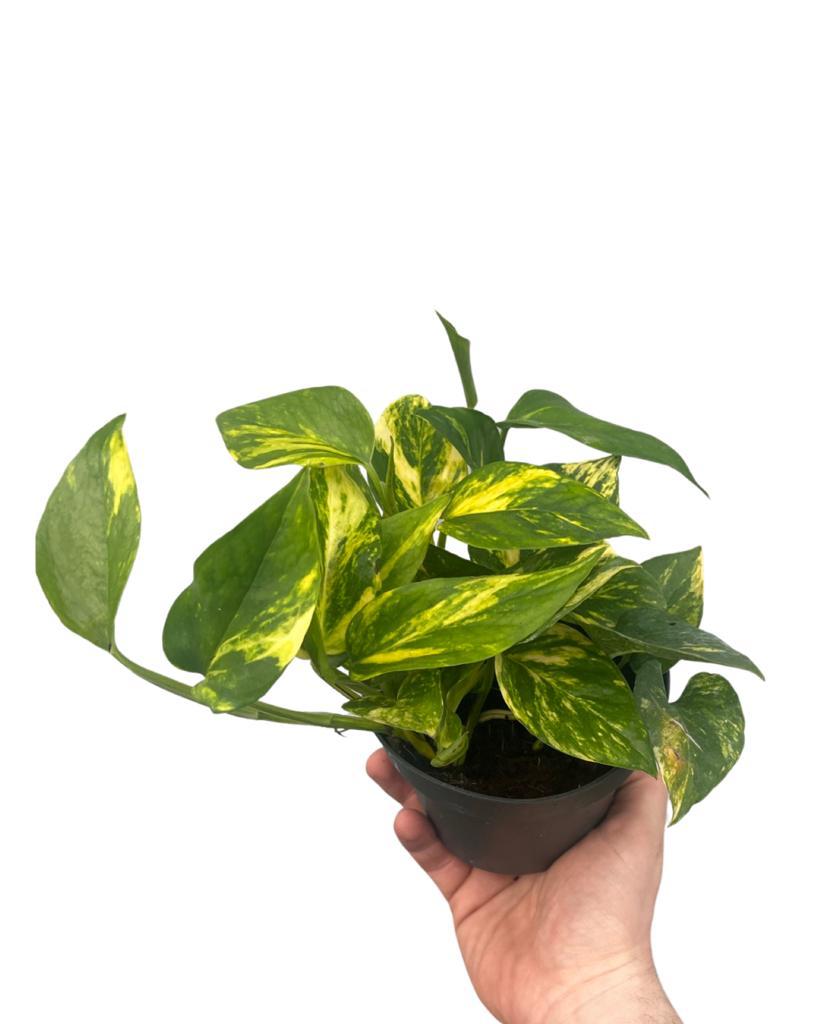 Epipremnum aureum 'Hi-Color' - Root Houseplants