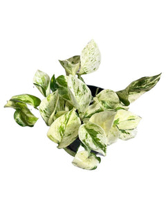 Epipremnum aureum 'Manjula' - Root Houseplants
