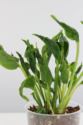 Epipremnum aureum 'Shangri la' - Root Houseplants