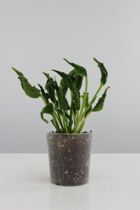 Epipremnum aureum 'Shangri la' - Root Houseplants