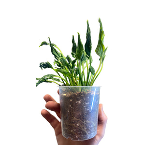 Epipremnum aureum 'Shangri la' - Root Houseplants