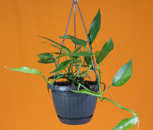 Epipremnum pinnatum - Root Houseplants
