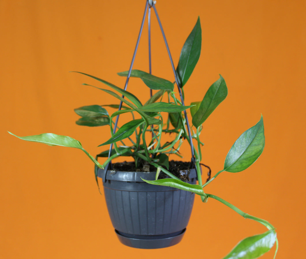 Epipremnum pinnatum - Root Houseplants