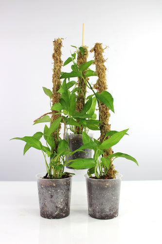 Epipremnum pinnatum 'Skeleton Key' - Root Houseplants