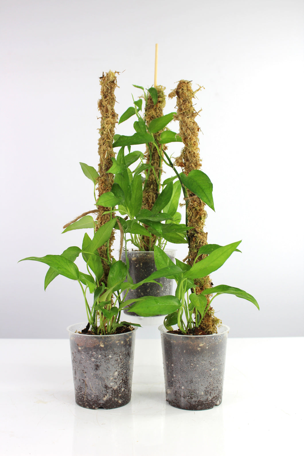 Epipremnum pinnatum 'Skeleton Key' - Root Houseplants