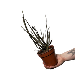Euphorbia bosseri (syn. Euphorbia platyclada) - Root Houseplants