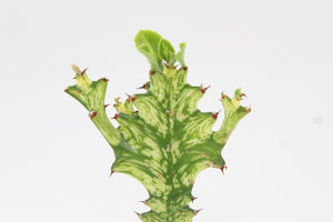 Euphorbia erythraea forma variegata - Root Houseplants